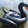XXL schwarzer Schwan – Bild 8