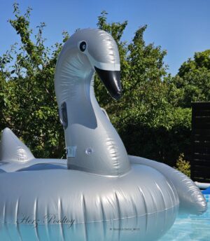 XXL silberner Schwan ~183 x 162 x 117 cm